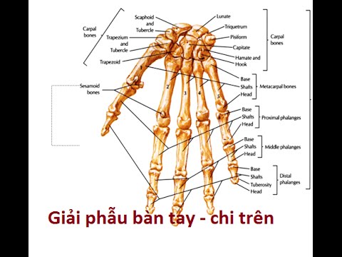 giải phẫu xương bàn tay