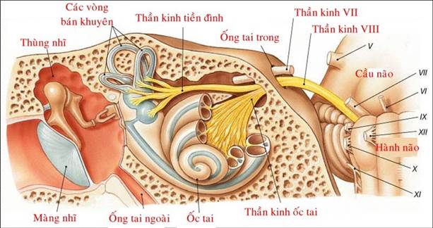 mô hình giải phẫu tai