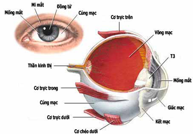 Triệu chứng và các dấu hiệu nhận biết chấn thương mắt