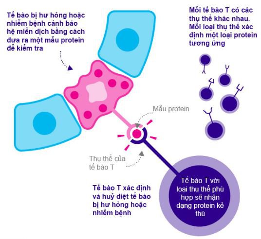 Tế bào T - Miễn dịch