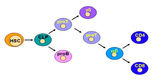 Vai trò tế bào T-CD4