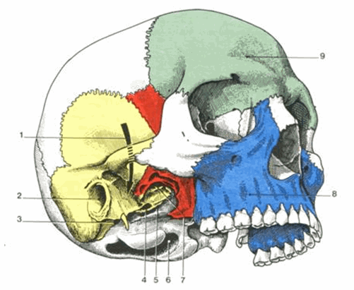 Khối xương sọ: nhìn từ phía bên - dưới