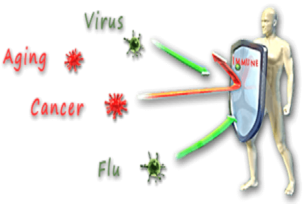 Vai trò của hệ miễn dịch trong cơ thể