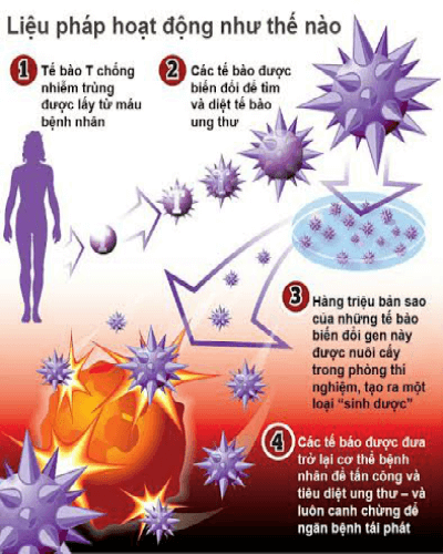 Vai trò của hệ miễn dịch trong cơ thể